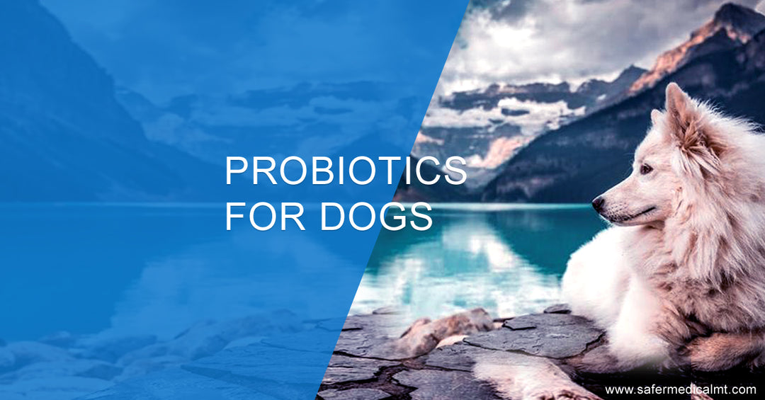 Probiotic For Dogs: Why, When, How?