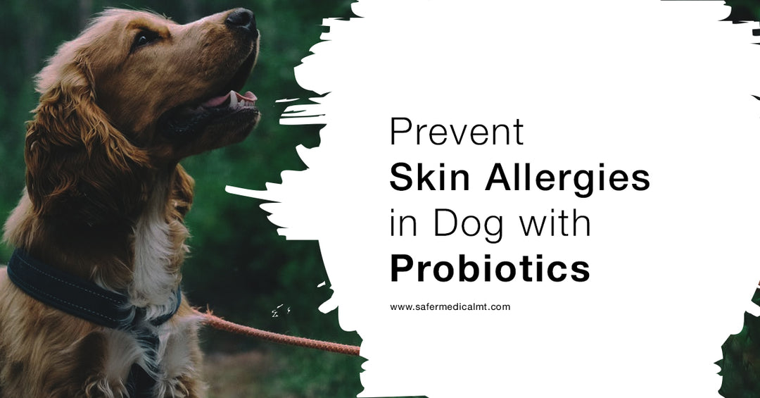Probiotics for Skin Allergy in Dogs